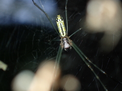 Trichonephila clavata