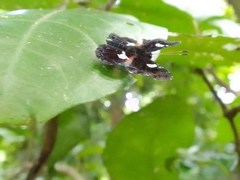 Calydna sturnula