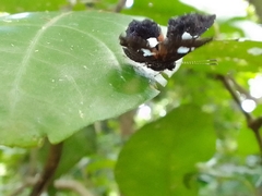 Calydna sturnula