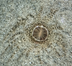 Metapeachia tropica