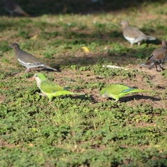 Myiopsitta monachus