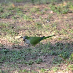 Myiopsitta monachus