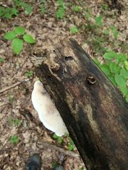 Skeletocutis semipileata