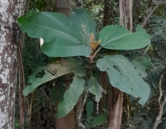 Miconia formosa