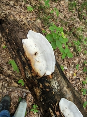 Skeletocutis semipileata