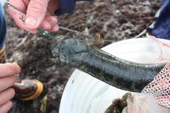 Cebidichthys violaceus