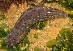 Holothuria grisea