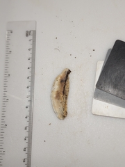 Skeletocutis semipileata