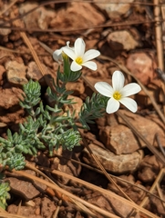 Leptosiphon nuttallii howellii