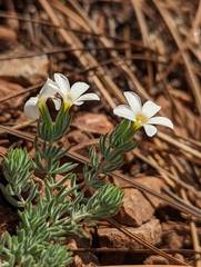 Leptosiphon nuttallii howellii
