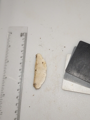 Skeletocutis semipileata