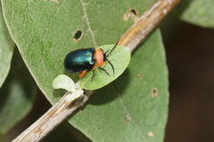 Asphaera abdominalis