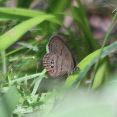 Neonympha mitchellii