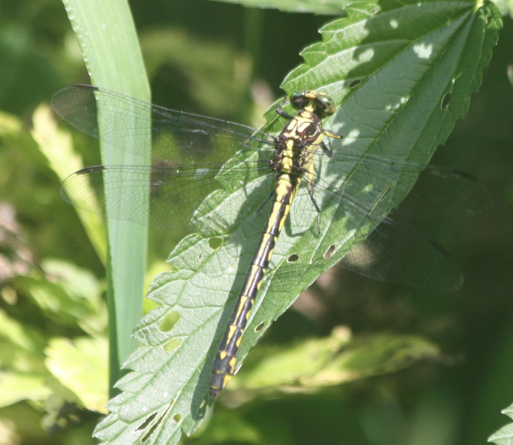 Riverine Clubtail