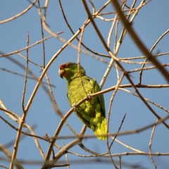 Amazona finschi