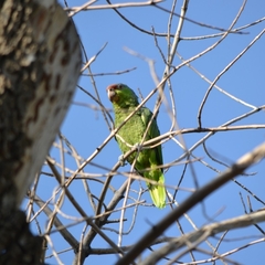 Amazona finschi