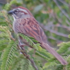 Aimophila notosticta