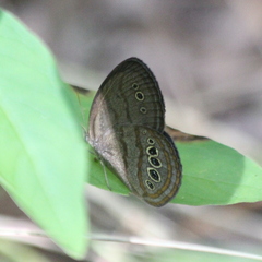 Neonympha mitchellii