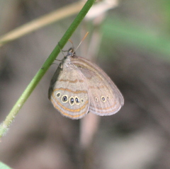 Neonympha mitchellii