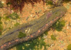 Holothuria grisea