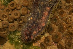 Holothuria grisea