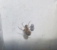 Theridiidae