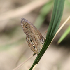 Neonympha mitchellii