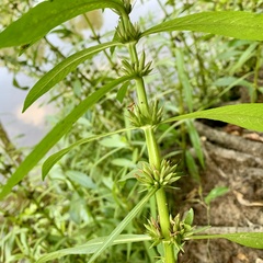 Hygrophila lacustris