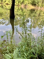 Hygrophila lacustris