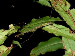 Rhamphosipyloidea berenice