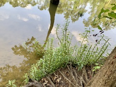 Hygrophila lacustris