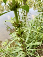 Hygrophila lacustris