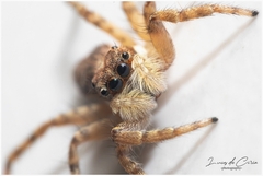 Menemerus semilimbatus