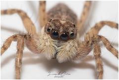 Menemerus semilimbatus