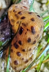 Veretillum