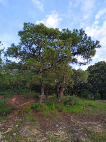 Image of Pinus oocarpa by (c) Juan Antonino Sandoval, some rights reserved (CC BY)