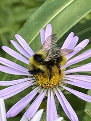 Bombus frigidus