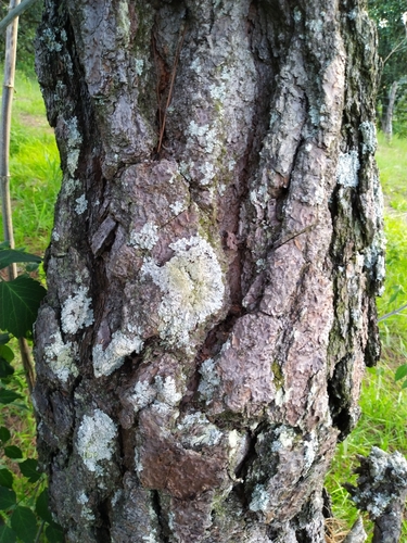 Image of Pinus oocarpa by (c) Juan Antonino Sandoval, some rights reserved (CC BY)