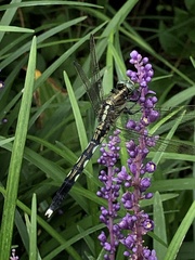 Orthetrum albistylum speciosum