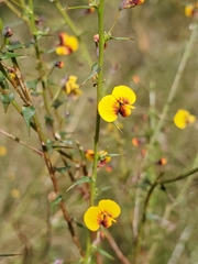 Daviesia squarrosa