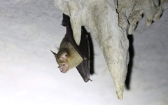 Hipposideros larvatus