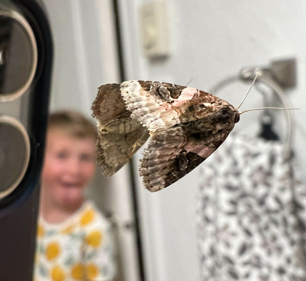 Pink-barred Pseudeustrotia Moth