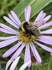 Bombus frigidus