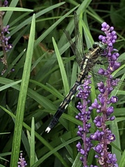 Orthetrum albistylum speciosum