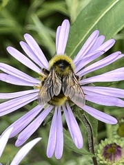 Bombus frigidus