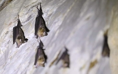 Hipposideros larvatus