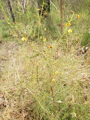 Daviesia squarrosa