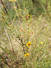 Daviesia squarrosa