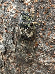 Hyalessa maculaticollis