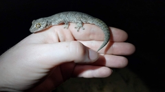 Strophurus strophurus